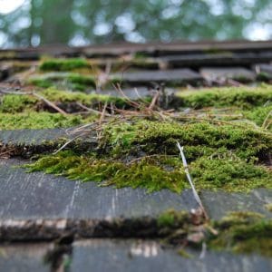 moss covered roof