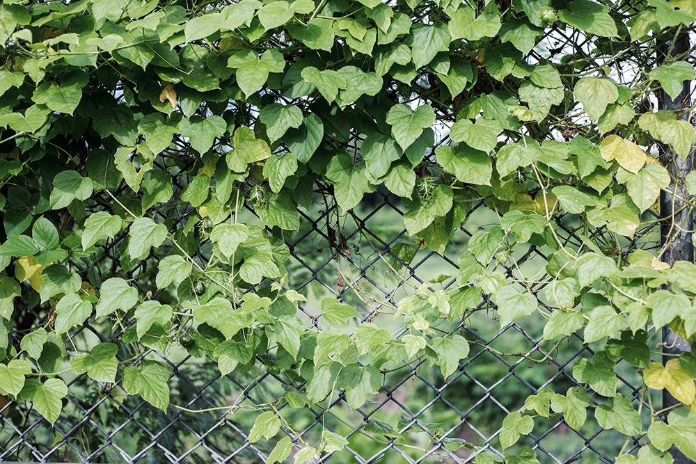 ivy growing on a wire fence