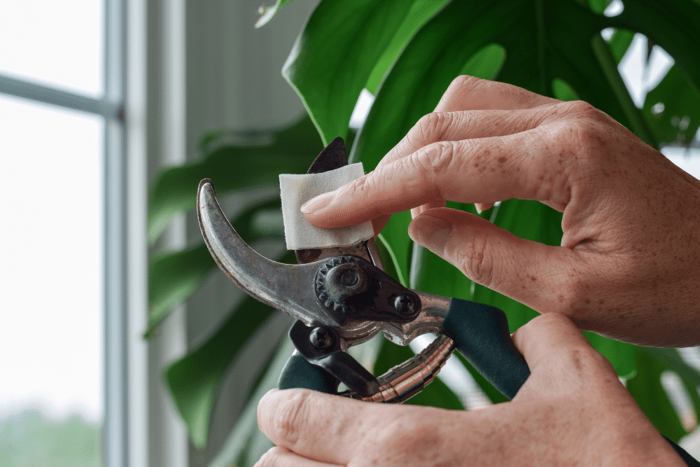 sanitising a garden tool